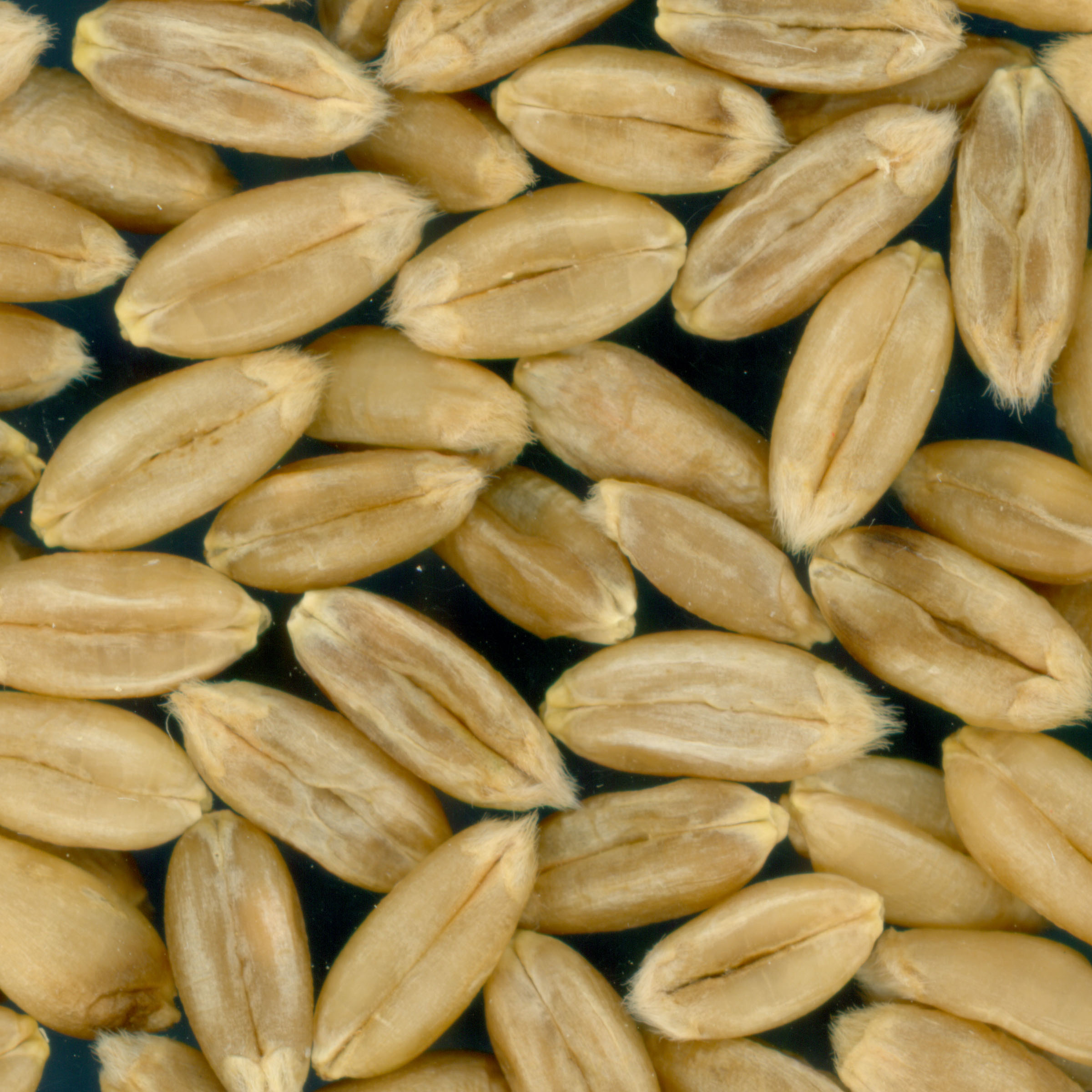 Click for 2 image(s) for this accession. KERNELS